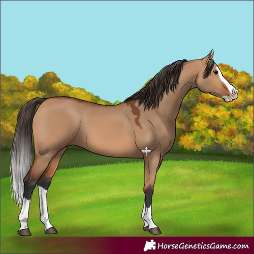 Horse Color:Bay Dun Splash 
