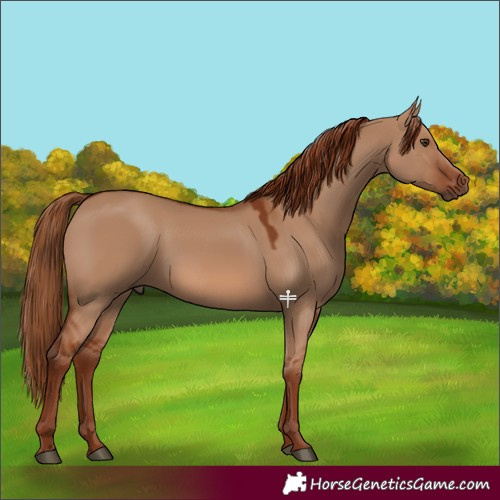 Horse Color:Red Dun 