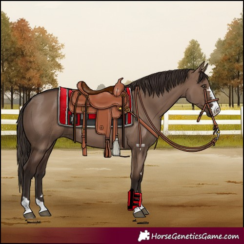 Horse Color:Liver Red Dun 