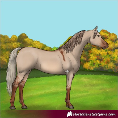 Horse Color:Red Dun 