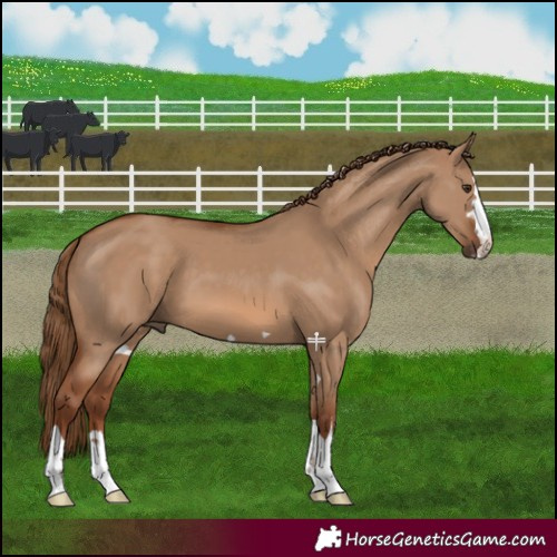 Horse Color:Red Dun 