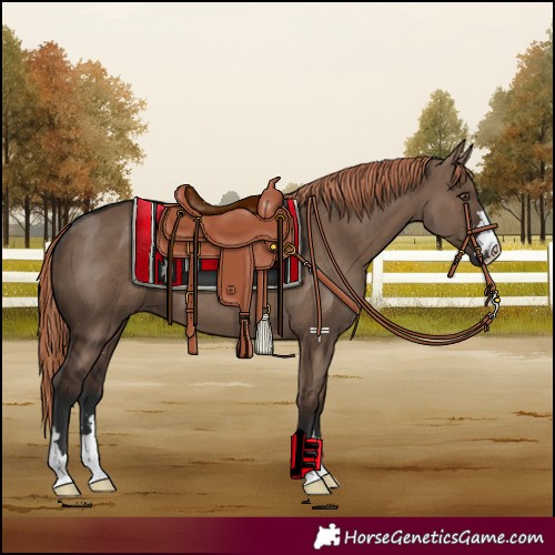 Horse Color:Liver Red Dun