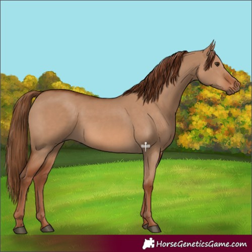 Horse Color:Red Dun 