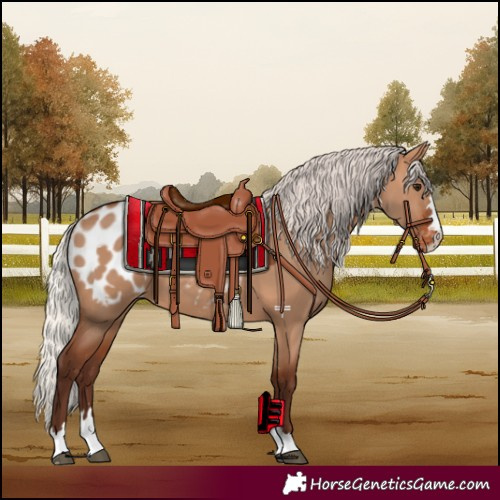Horse Color:Silver Bay Dun Blanket 