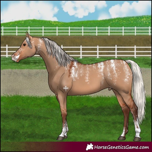 Horse Color:Powder White Silver Bay Dun Appaloosa 