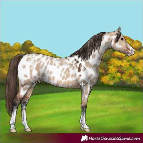 Horse Color:Powder White Bay Dun Near Leopard 