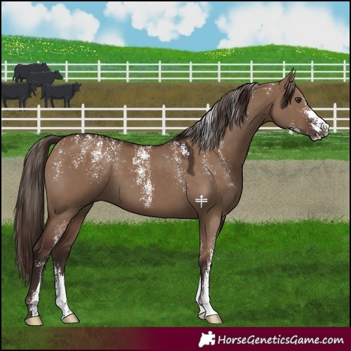Horse Color:Powder White Liver Red Dun