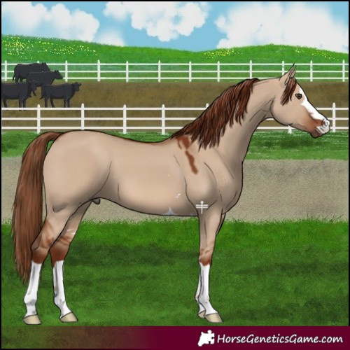 Horse Color:Red Dun 