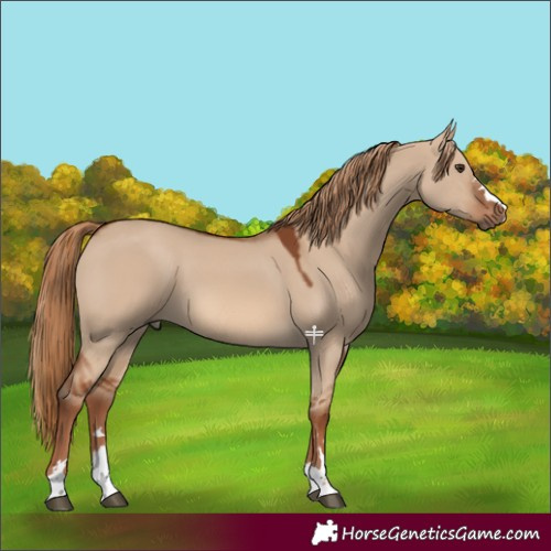 Horse Color:Red Dun 