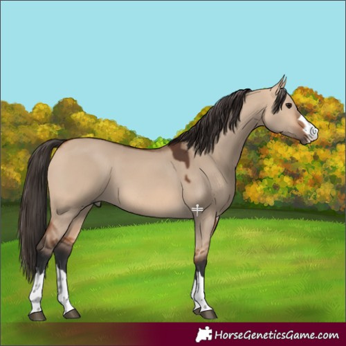 Horse Color:Bay Dun 