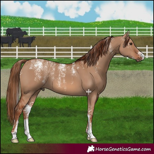 Horse Color:Powder White Red Dun 