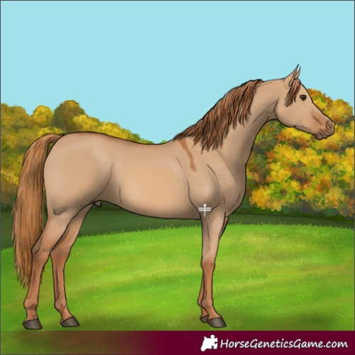 Horse Color:Red Dun 