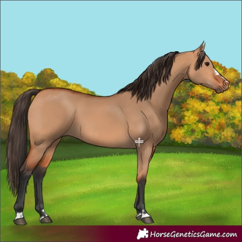 Horse Color:Bay Dun 