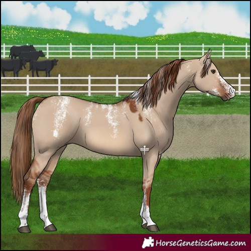 Horse Color:Powder White Red Dun 