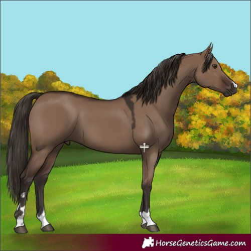 Horse Color:Liver Red Dun 