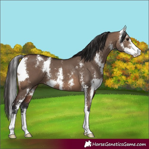 Horse Color:Bay Dun Sabino 