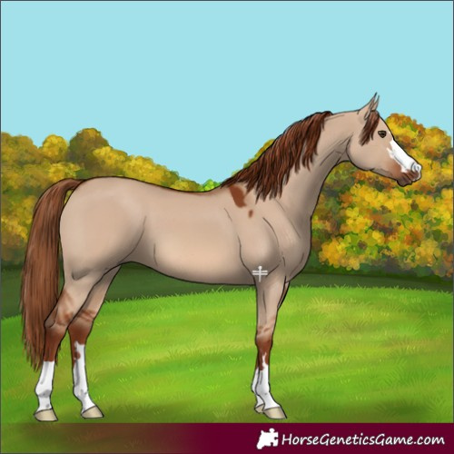 Horse Color:Red Dun 