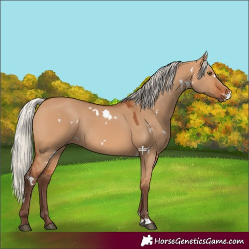 Horse Color:White Spotted Silver Bay Dun Rabicano 