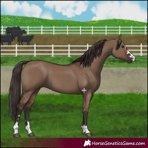 Horse Color:Liver Red Dun 