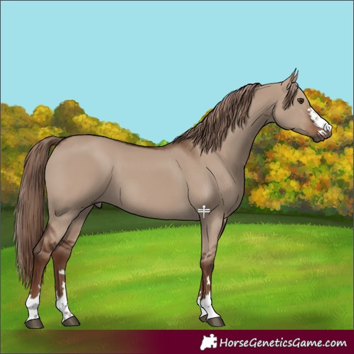 Horse Color:Liver Red Dun 