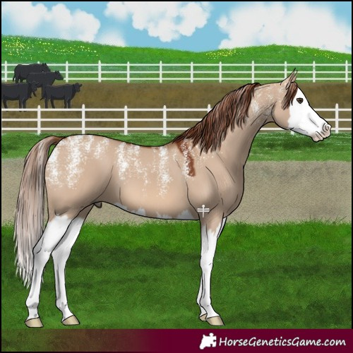 Horse Color:Powder White Red Dun Splash 