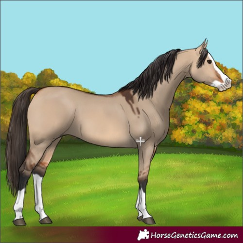 Horse Color:Bay Dun Splash 