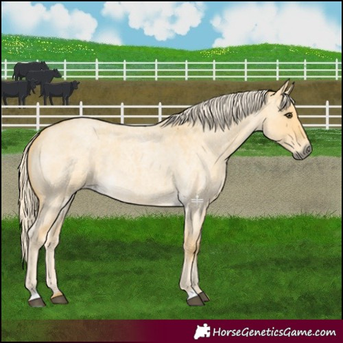Horse Color:Palomino Roan Dun