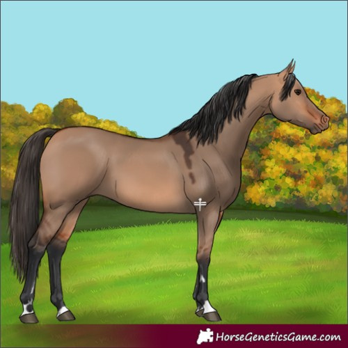 Horse Color:Bay Dun 