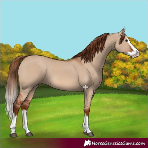 Horse Color:Red Dun Splash 
