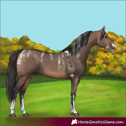 Horse Color:Powder White Bay Dun 