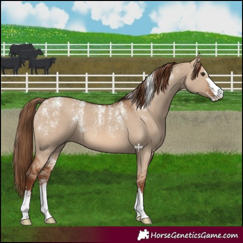 Horse Color:Powder White Red Dun 
