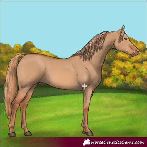 Horse Color:Red Dun 