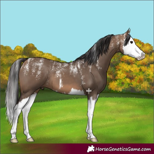 Horse Color:Powder White Bay Dun Splash 