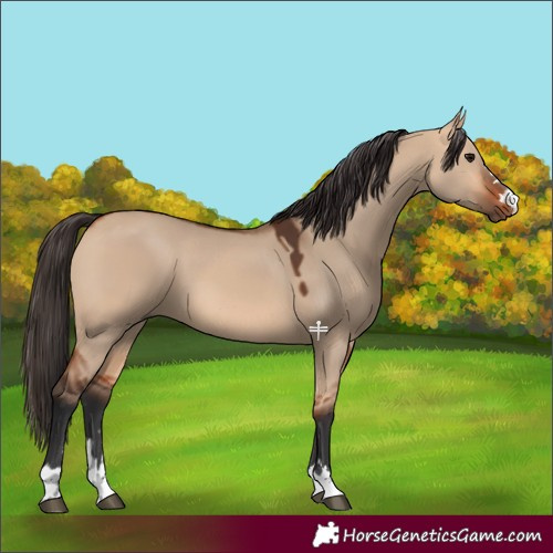 Horse Color:Bay Dun 