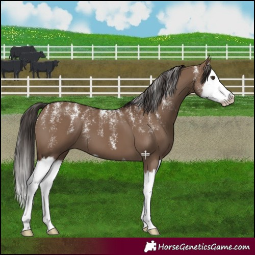 Horse Color:Powder White Liver Red Dun Splash 