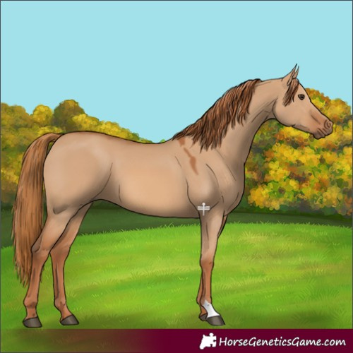 Horse Color:Red Dun 