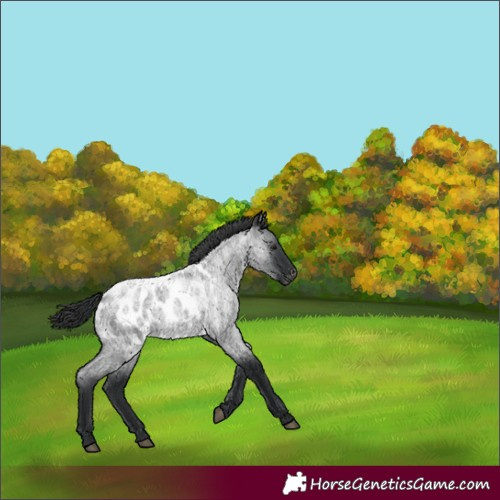 Horse Color:Blue Roan Appaloosa