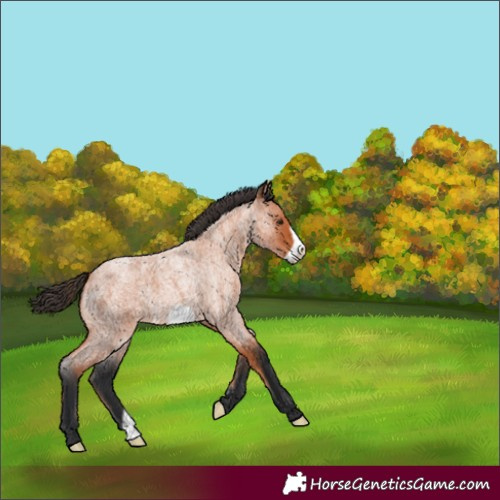 Horse Color:Bay Roan Frame