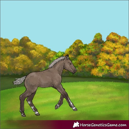 Horse Color:Silver Grullo 