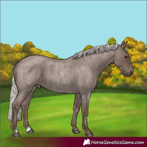 Horse Color:Silver Blue Roan 