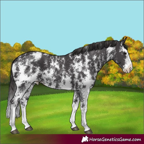 Horse Color:Smoky Black Sabino Splash Appaloosa Rabicano 