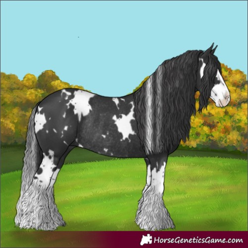 Horse Color:White Spotted Black Splash Rabicano 