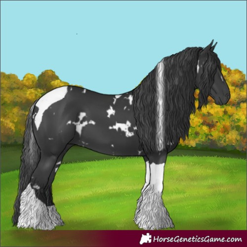 Horse Color:White Spotted Black Tobiano 