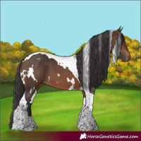 Horse Color:White Spotted Brown Tobiano