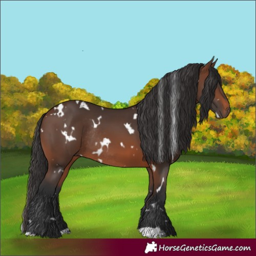 Horse Color:White Spotted Brown Rabicano 