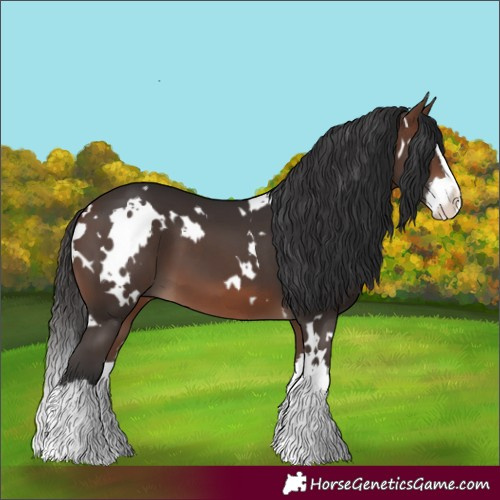 Horse Color:White Spotted Brown Splash 