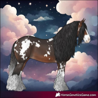 Horse Color:White Spotted Brown Splash