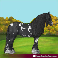 Horse Color:White Spotted Black