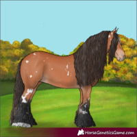 Horse Color:White Spotted Bay 
