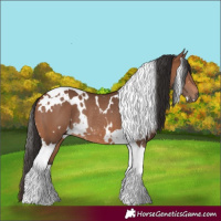 Horse Color:White Spotted Bay Tobiano Rabicano